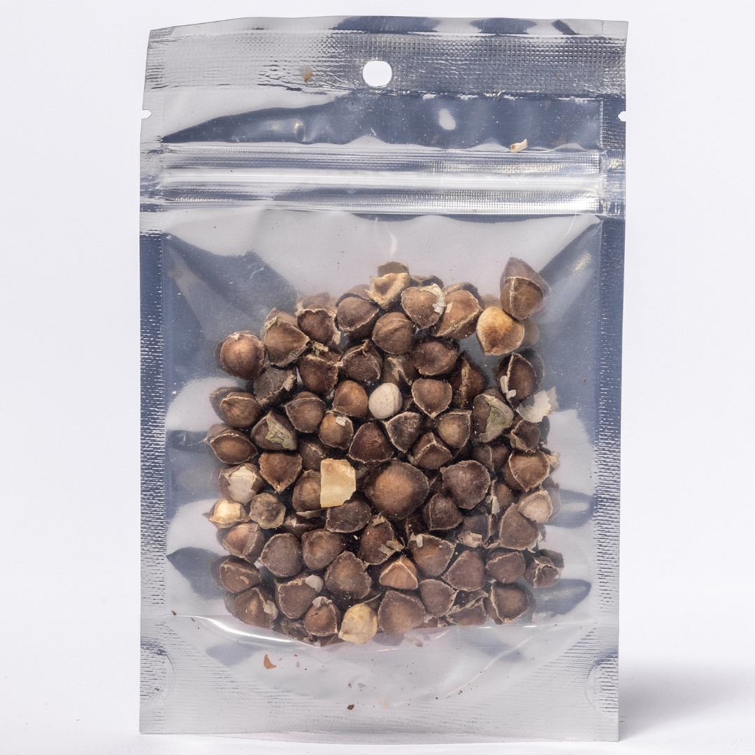 Herb To Body - Venta al por mayor Semillas de plantas - Semillas de moringa1