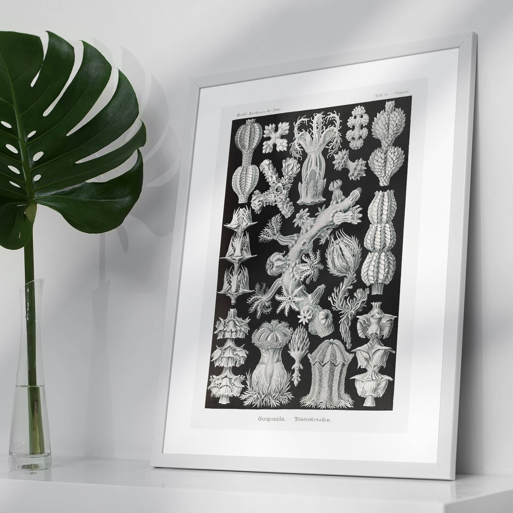 Ink & Drop – Großhandel Kunstdruck – Korallen Schwarz-Weiß-Antik-Print4