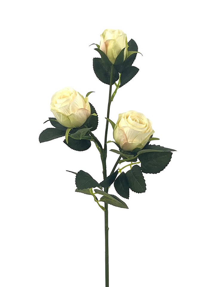 RAM ROSOR X3 POLYESTER KRÄMFÄRGAD, 56 cm (5 cm) för wholesale av Aguilar Málaga