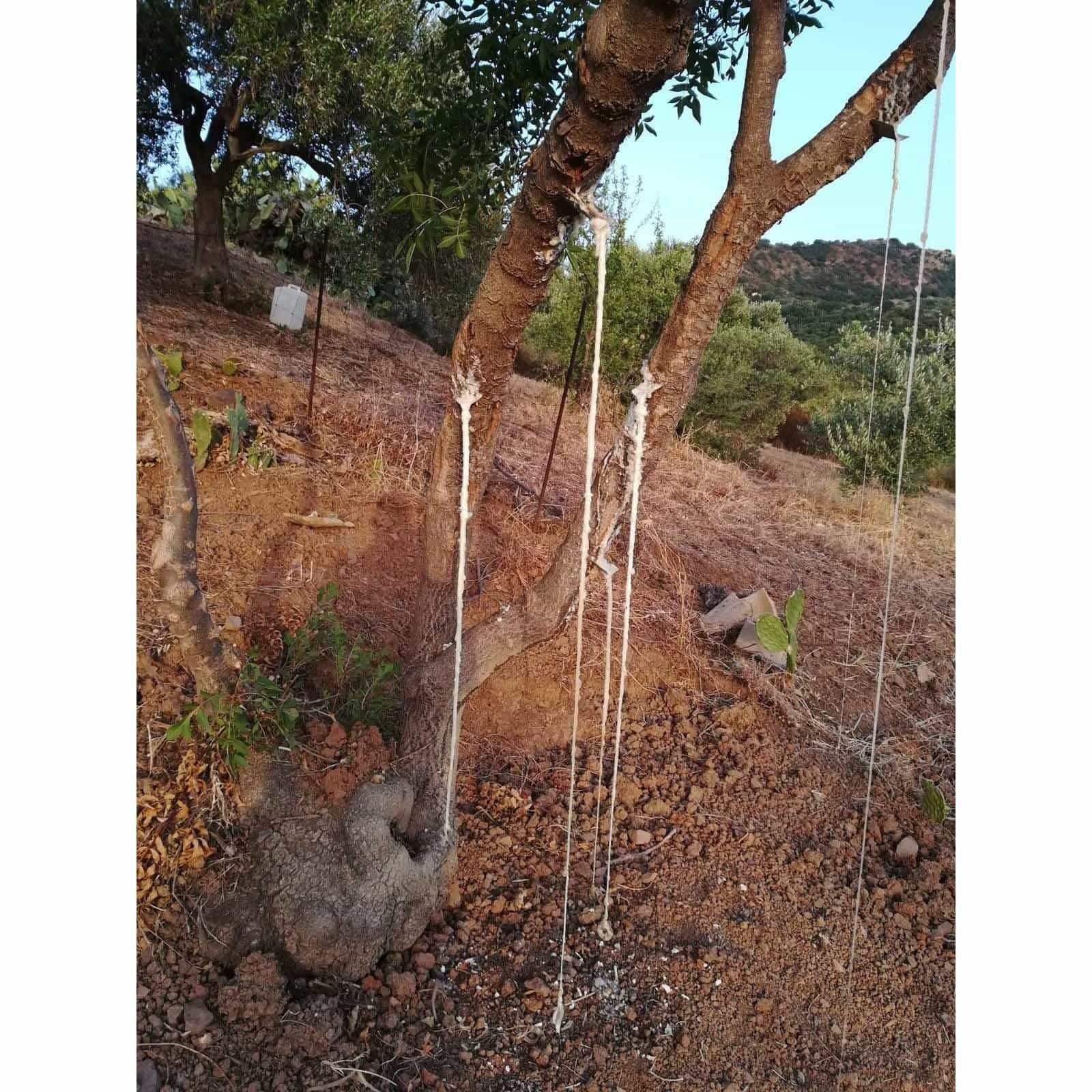 Nel Cuore della Sicilia - Wholesale Honey - Manna da Ash Cannoli 30g6