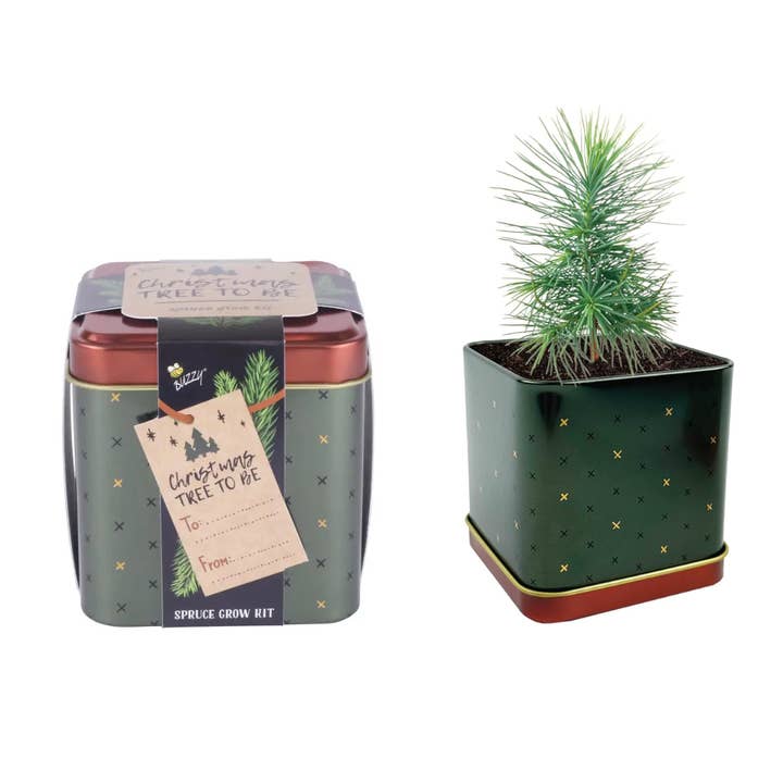 Buzzy, Inc. - Wholesale Plant Seeds - Buzzy Seeds Holiday Square Tin - Spruce
