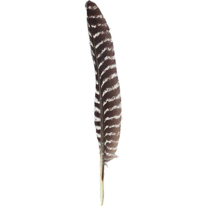 Zucker Feather Products - Wholesale Feathers - Barred Turkey Pointer Feathers - Left Wing - 12 pc - Natural