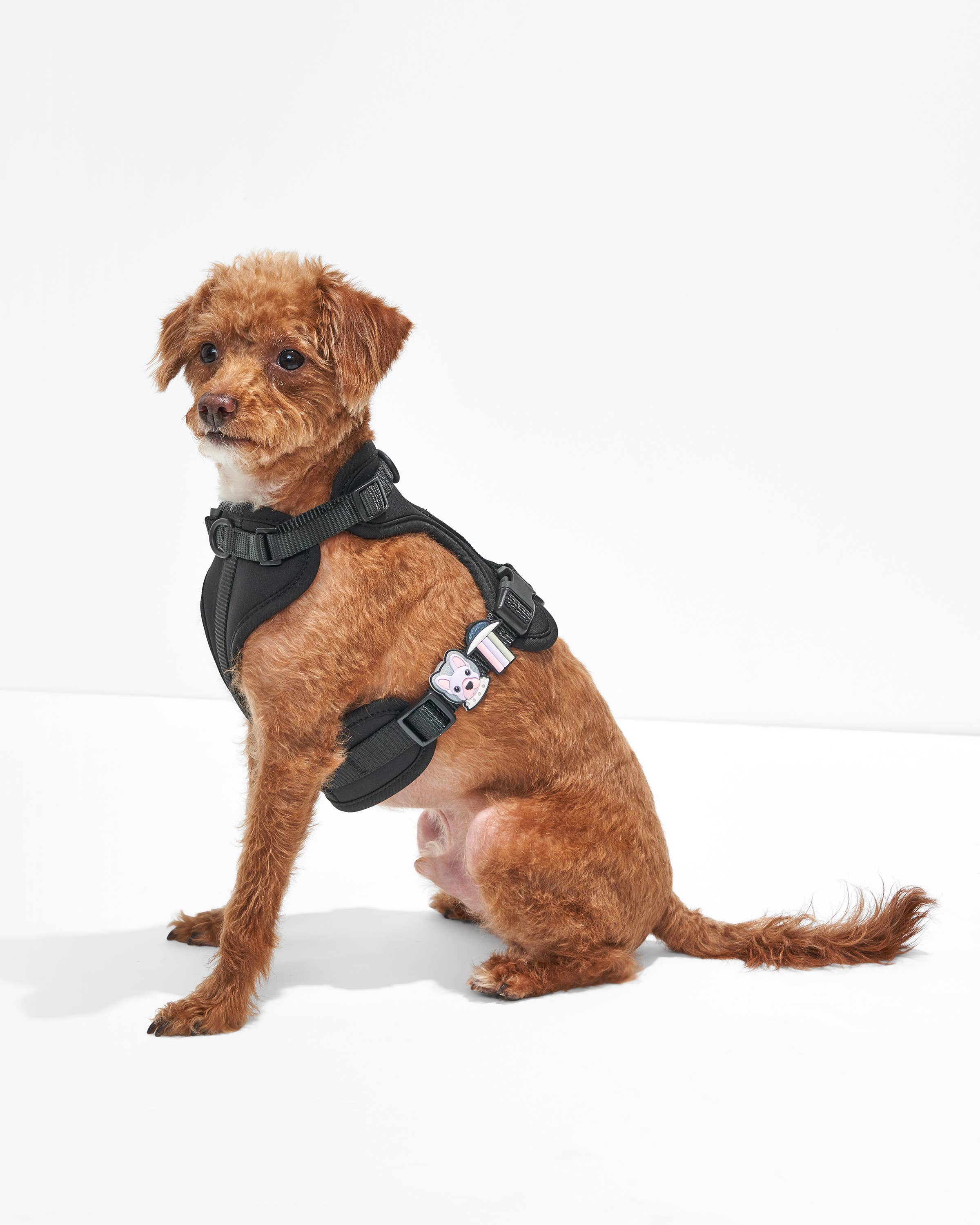 Wild One - Wholesale Pet Collar Charm - Cat/Dog - Flair Collar and Leash Charm Pack Accessories1