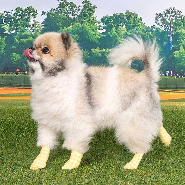 Olchi - Vendita all'ingrosso Stivaletti - Cani - Fascia PawTector a quadretti (OAZA-SH6831)2