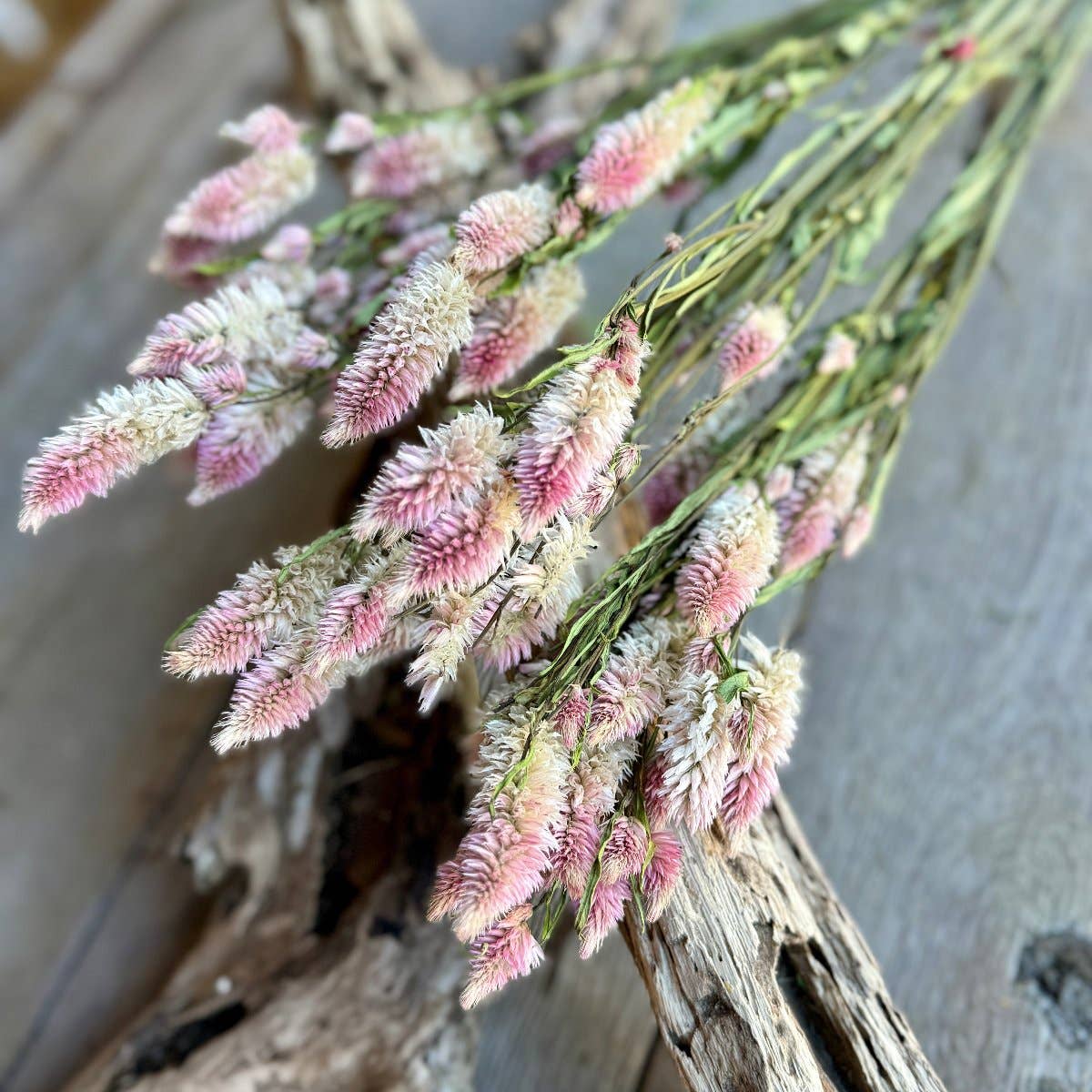 Collins Painting & Design - Vente Plantes artificielles - DF-7028 - Queues de lapin roses1