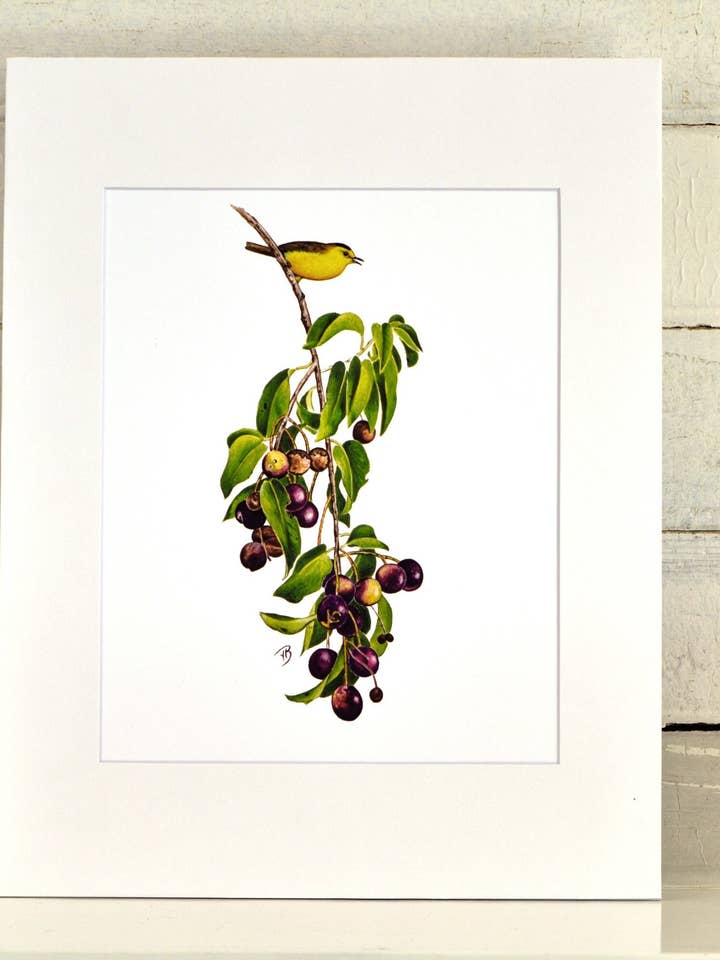 Wilson's Warbler Matted Print, uniek voor wholesale door Streetlightbirds