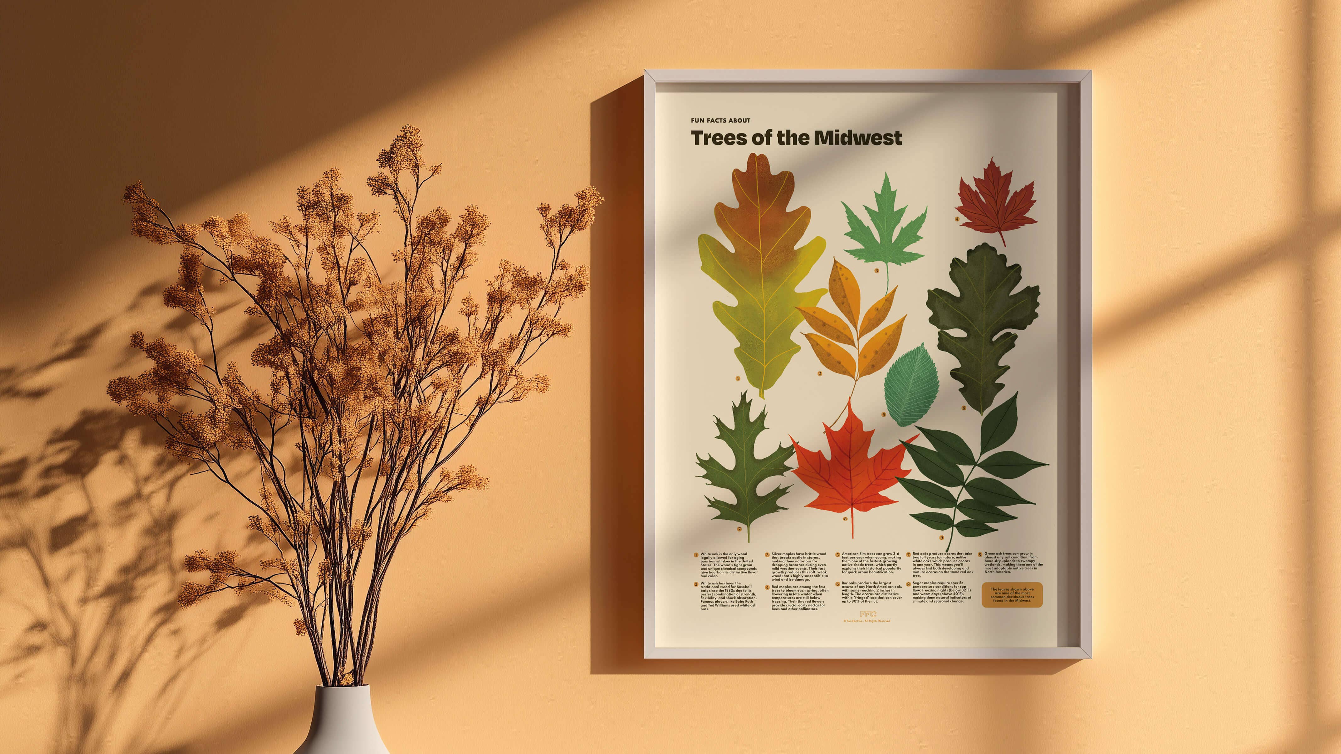 Fun Fact Co. - Wholesale Art Print - Trees of the Midwest Print, Leaves Scientific Illustration6