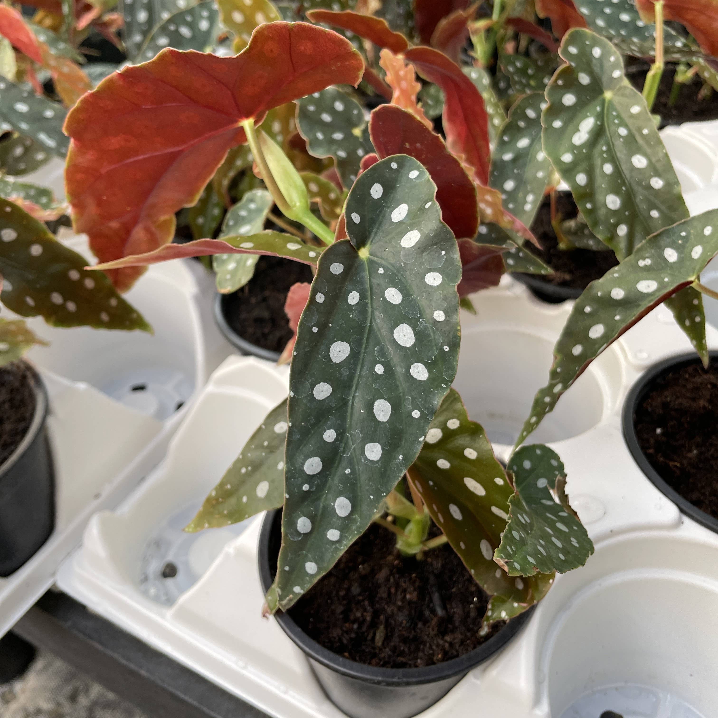 Thorsen's Greenhouse - Wholesale Live Plant - Begonia Maculata - Polka Dot Plant - 4" Live Plant2