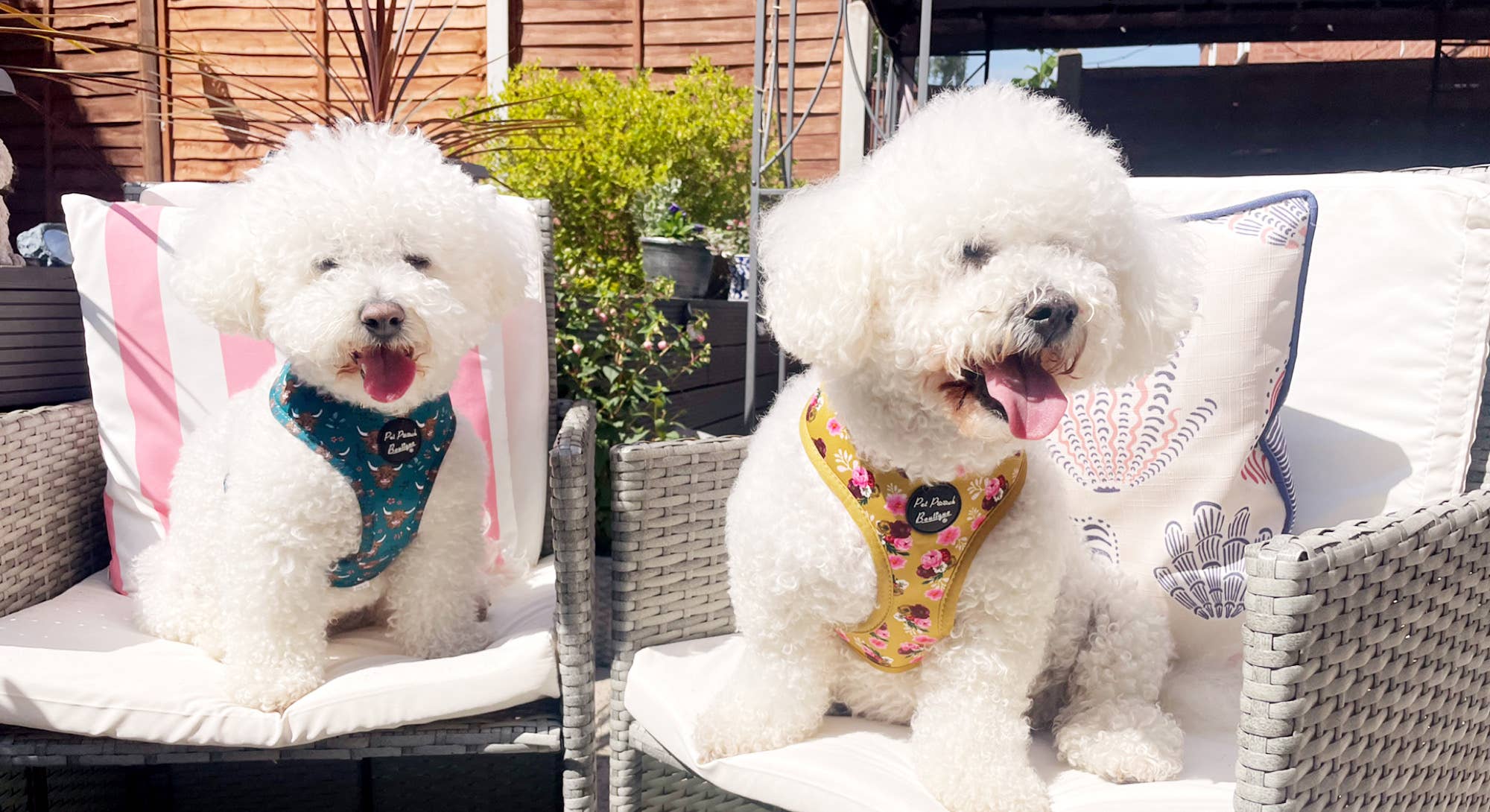 Pet Pooch Boutique - Wholesale Pet Harness - Dog - Happy Highland Cow Puppy Dog Harness9