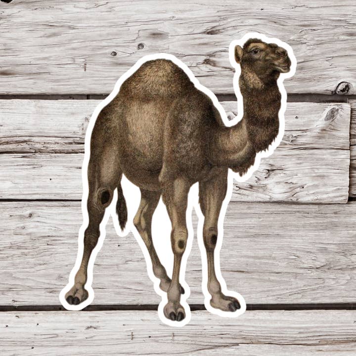 NatureCuts - Vente Autocollant - Autocollant chameau, autocollant animal, autocollant d'histoire naturelle0
