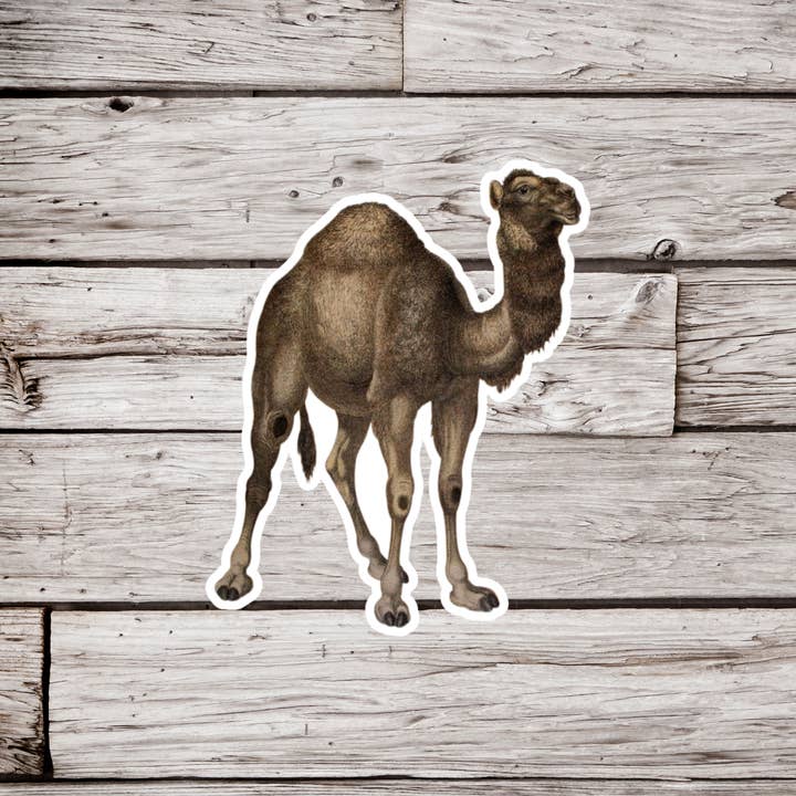 Camel Sticker, Animal Sticker, Natural History Sticker and other Purchase Wholesale camelia binden. Free Returns & Net 60 Terms on Faire trending on Faire.