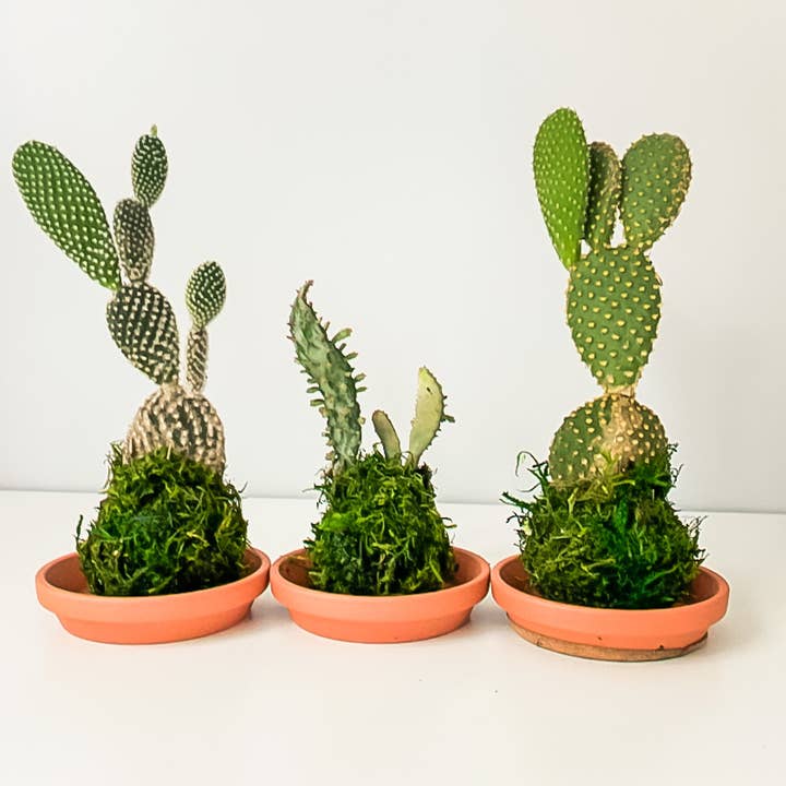 White Stable Farms - Wholesale Live Plant - Mini Kokedamas (Cactus) (House Plant Wrapped in Moss)