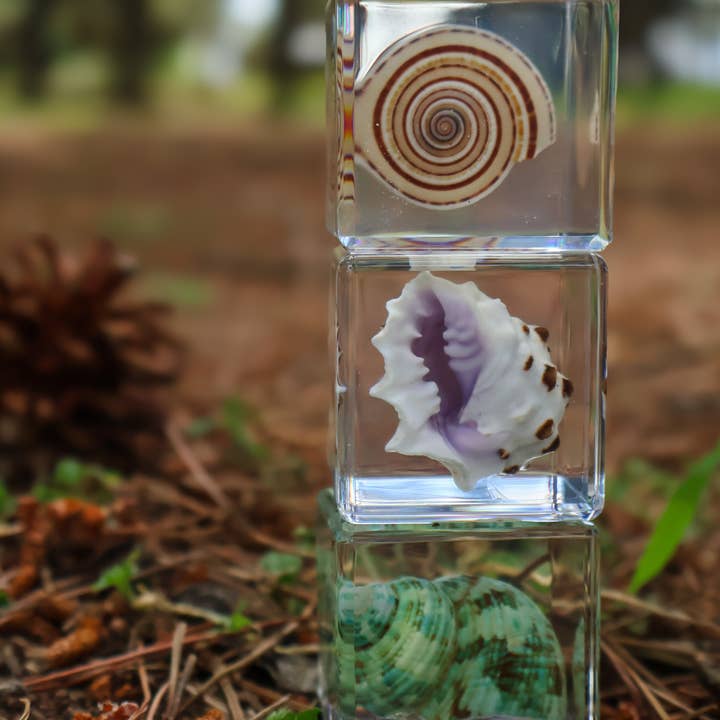 Trio of Shell Specimens and other Purchase Wholesale shells for crafting. Free Returns & Net 60 Terms on Faire trending on Faire.