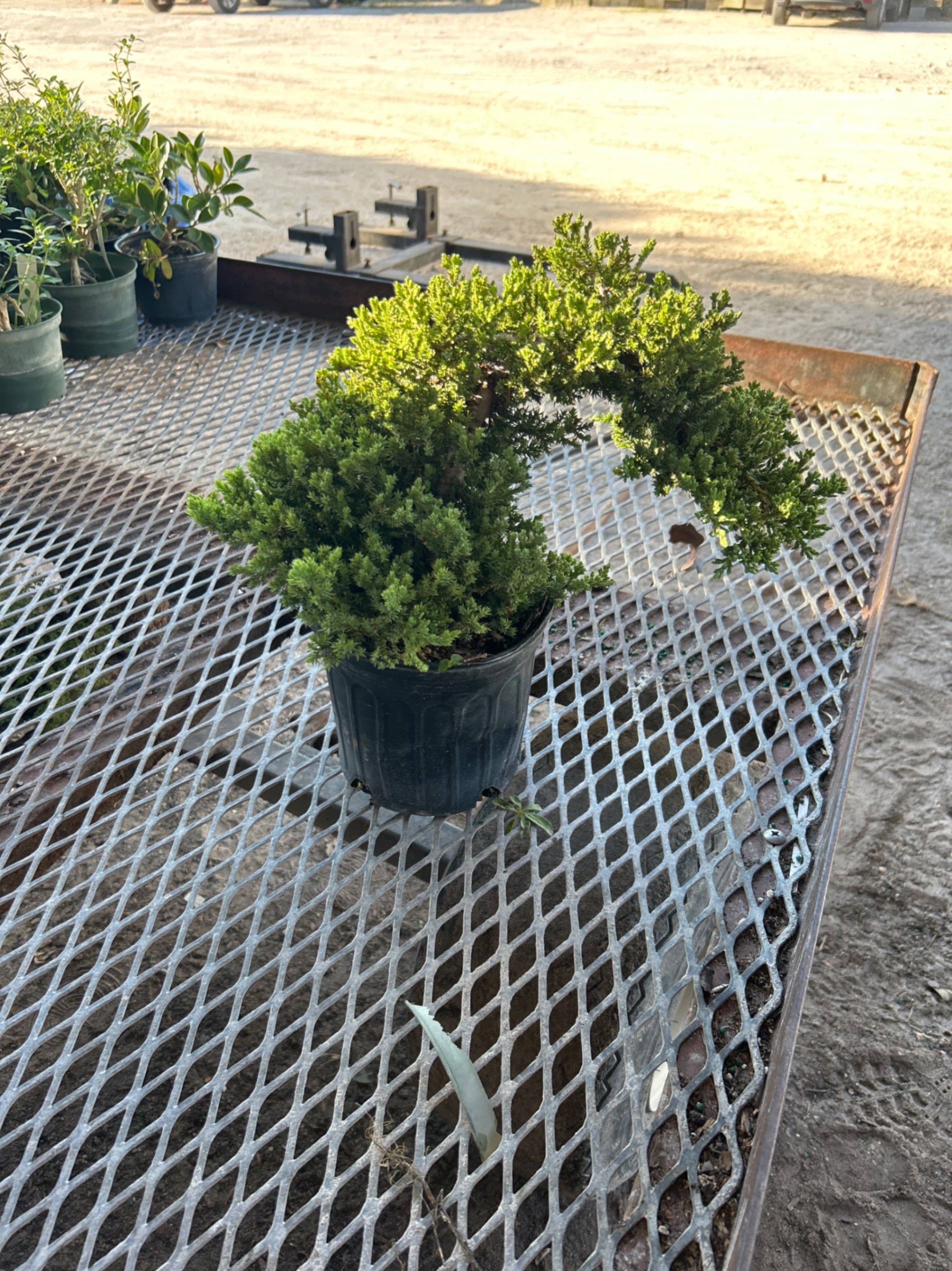 Triad Plants - Vente Plante - Bonsai Starts Juniper de 6 po0