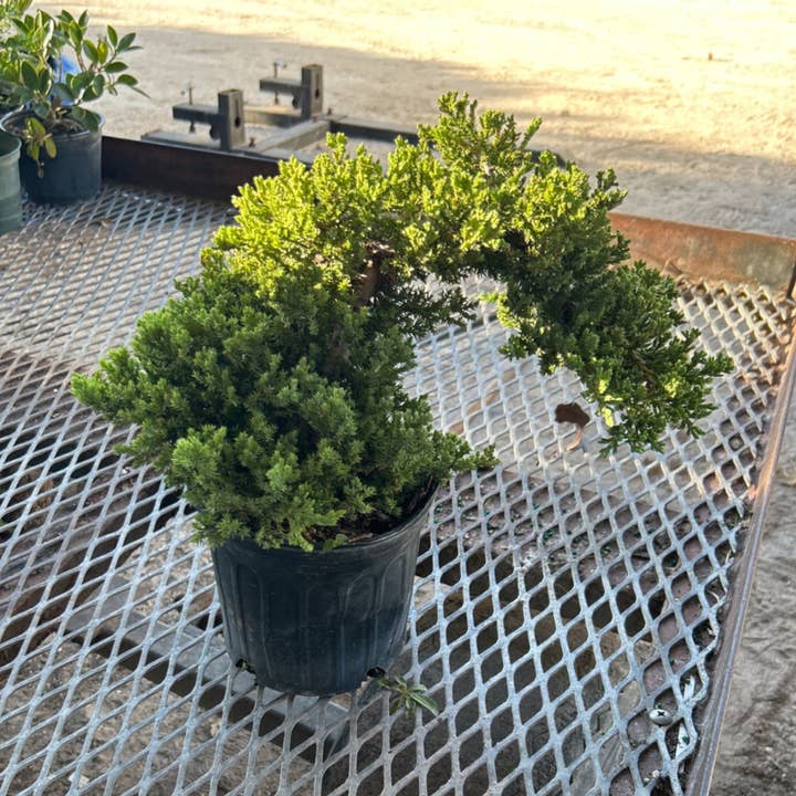 Triad Plants - Wholesale Live Plant - 6" Bonsai Starts Juniper0