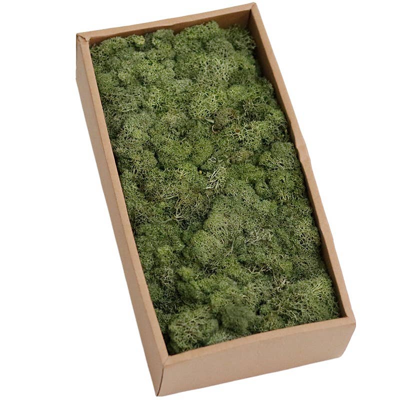 Floral Fields – wholesale Dried/pressed flowers – Preserved Moss for Crafting, 500g5