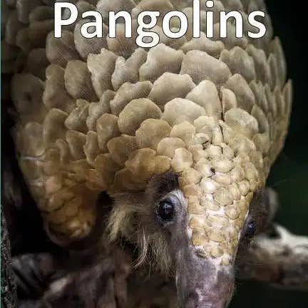 Books by splitShops - Wholesale Book - Kids - Pangolins - Paperback