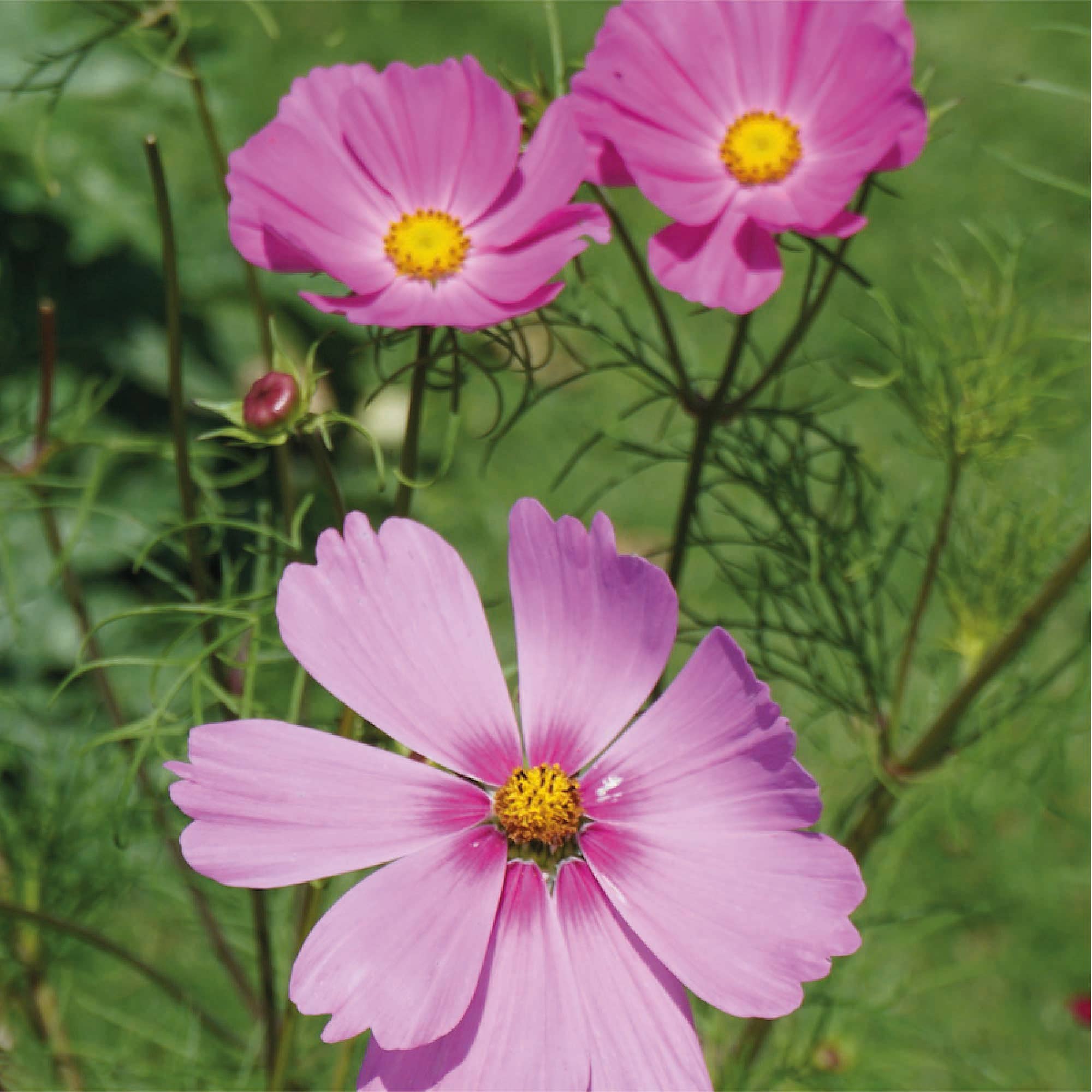 La Fabrique à Sachets - Wholesale Stationery/Notecard Set - Baci Fioriti - Cosmos seed packets2