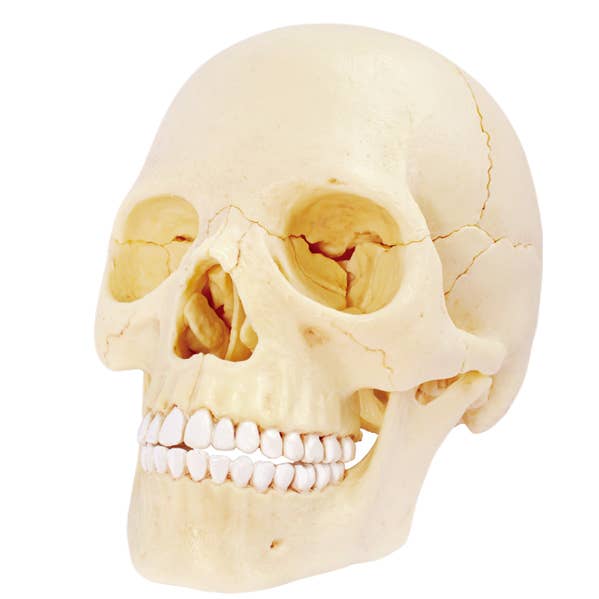 TEDCO Toys - Wholesale Toy Set - Kids - 4D Exploded Skull0