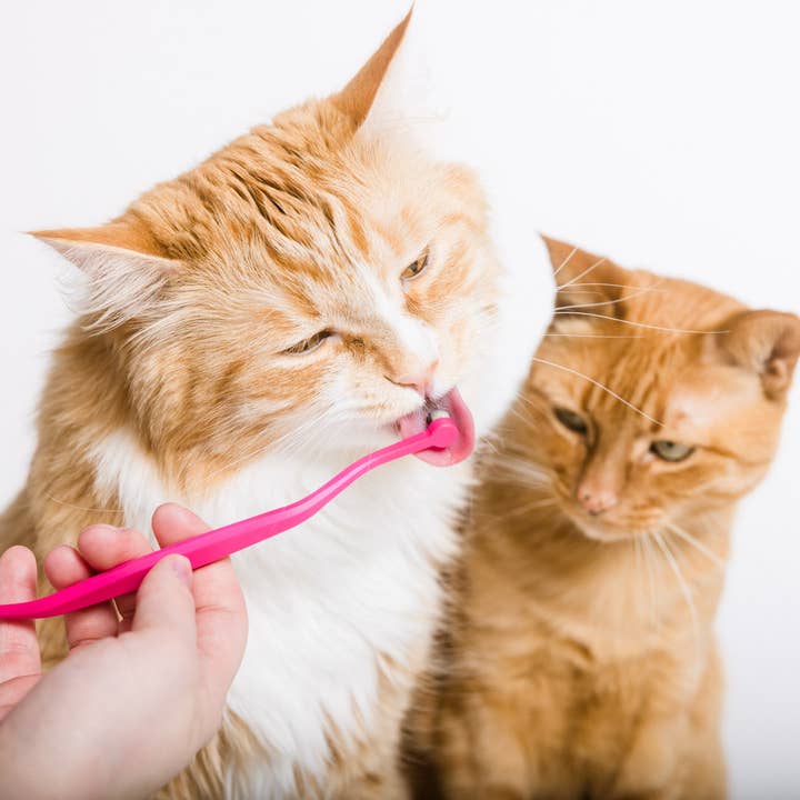 RYERCAT - Wholesale Pet Brush - Cat/Dog - Dual Sided Cat Toothbrush - Mix n' Match Colors!13