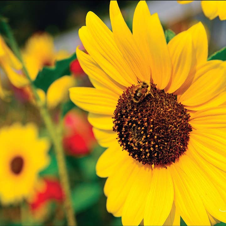 Farbe und Süße für den Großhandel von WildArt Photography Greeting Cards