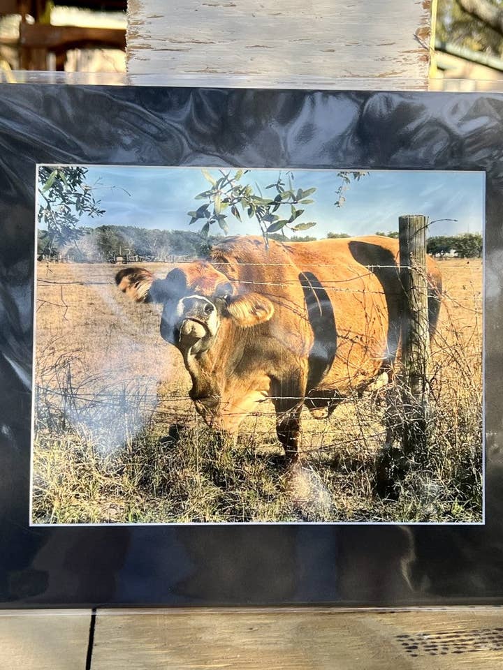 11x14 Sassy Cow Print for engroshandel hos Glass Mermaid Makings