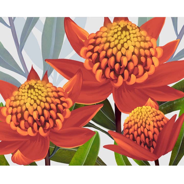 „Leuchtfeuer des Busches“ | Australische Waratah-Drucklandschaft für den Großhandel von Banksia Blue Studio