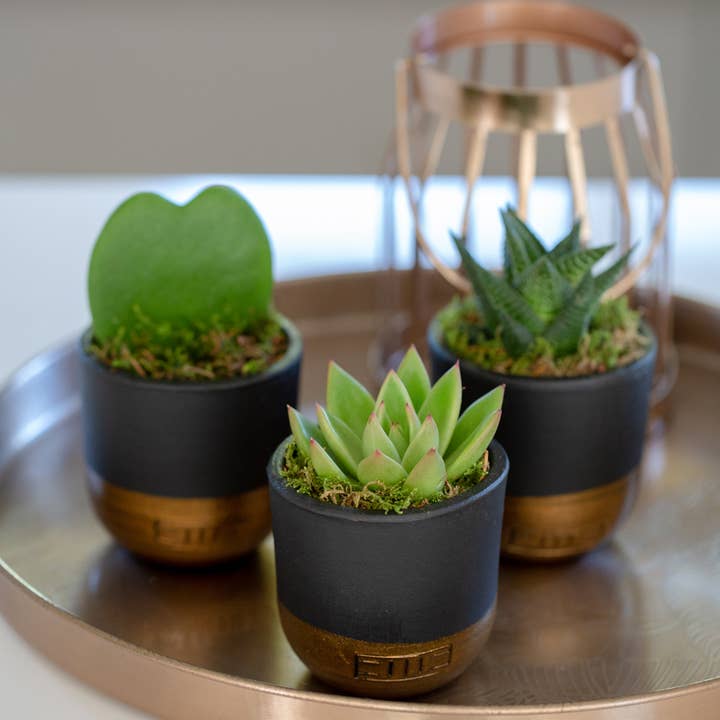 The Little Botanical – wholesale Succulent – Miranda27