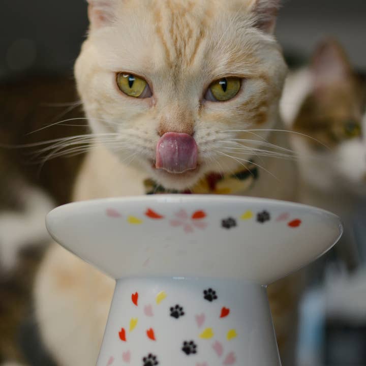 MOON-X USA, INC. – Großhandel Futternapf – Katze/Hund – Extrabreiter, erhabener Katzenfutternapf (Sakura Limited Edition)6