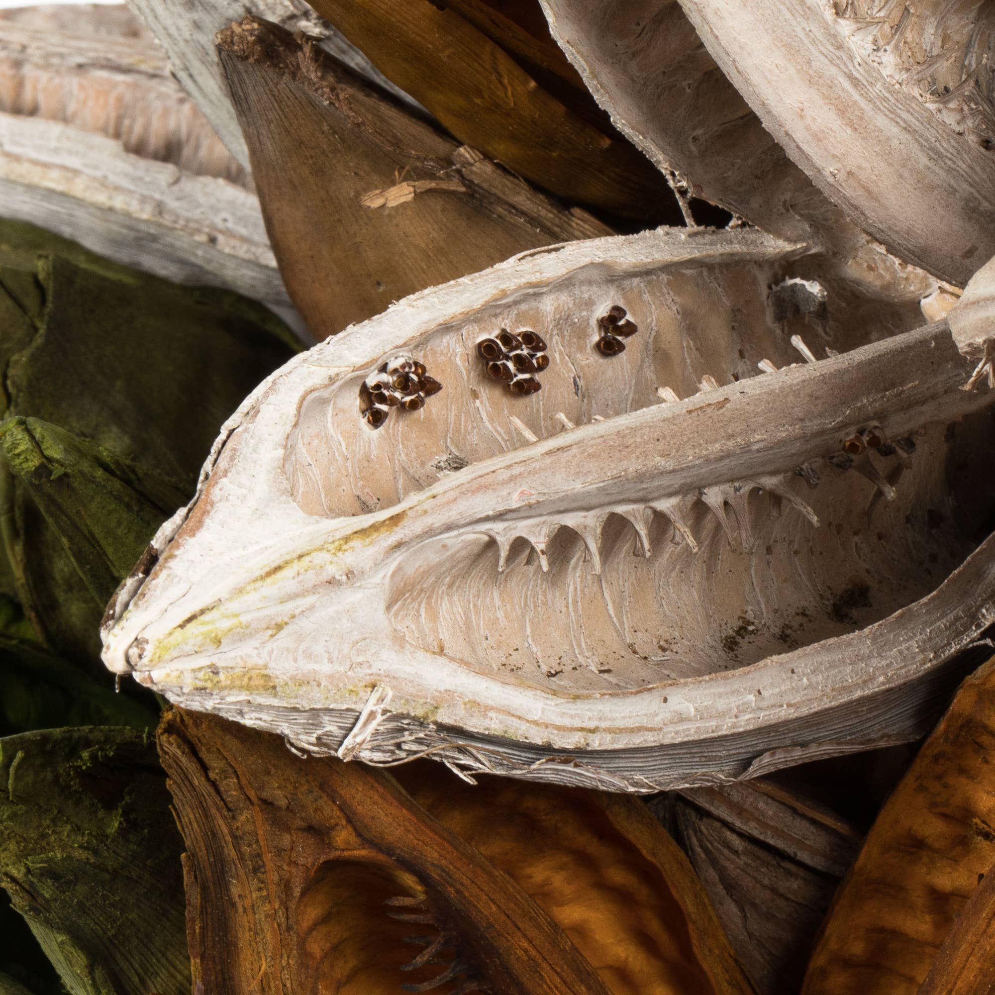 Vickerman 3-4" Assorted Sora Pods 25/pk for wholesale on Faire1