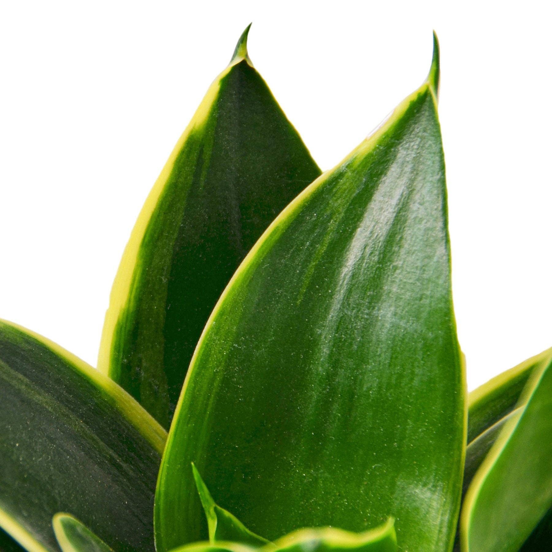 House Plant Wholesale WEST - Wholesale Live Plant - Snake Plant Emerald Star1