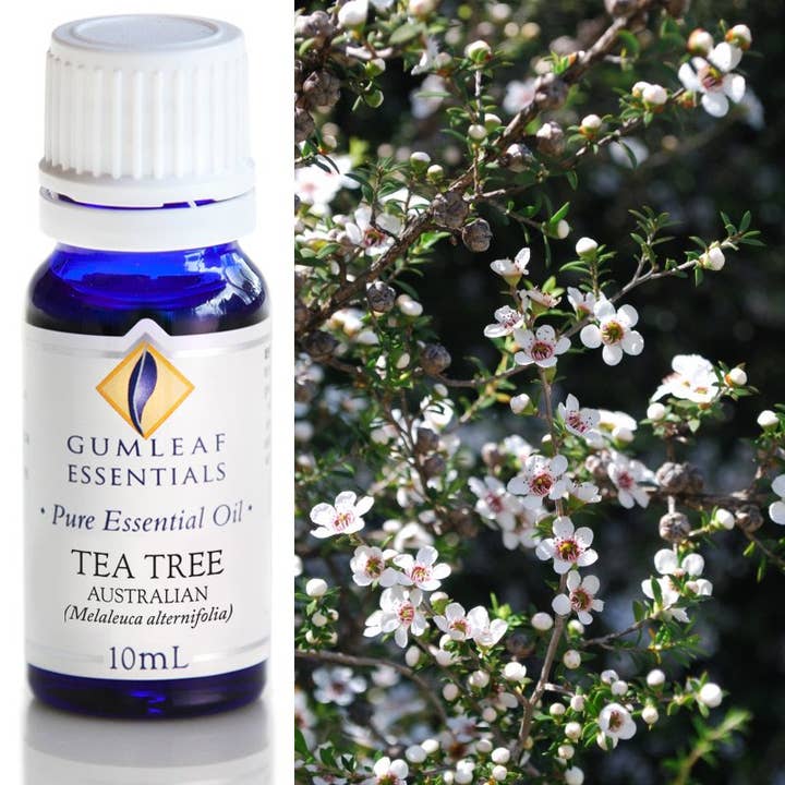 Tea Tree Australian Essential Oil for wholesale by Buckley & Phillips Aromatics