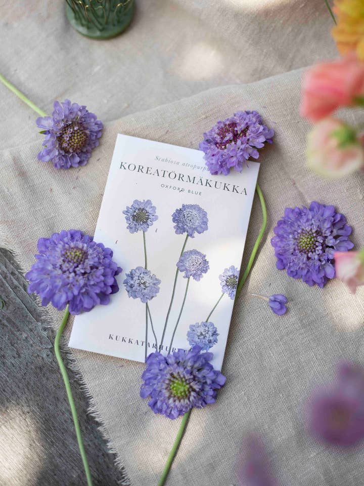Koreatörmäkukka 'Oxford Blue' – Scabiosa atropurpurea, environ 50 graines pour la vente par Kukkatarhurit