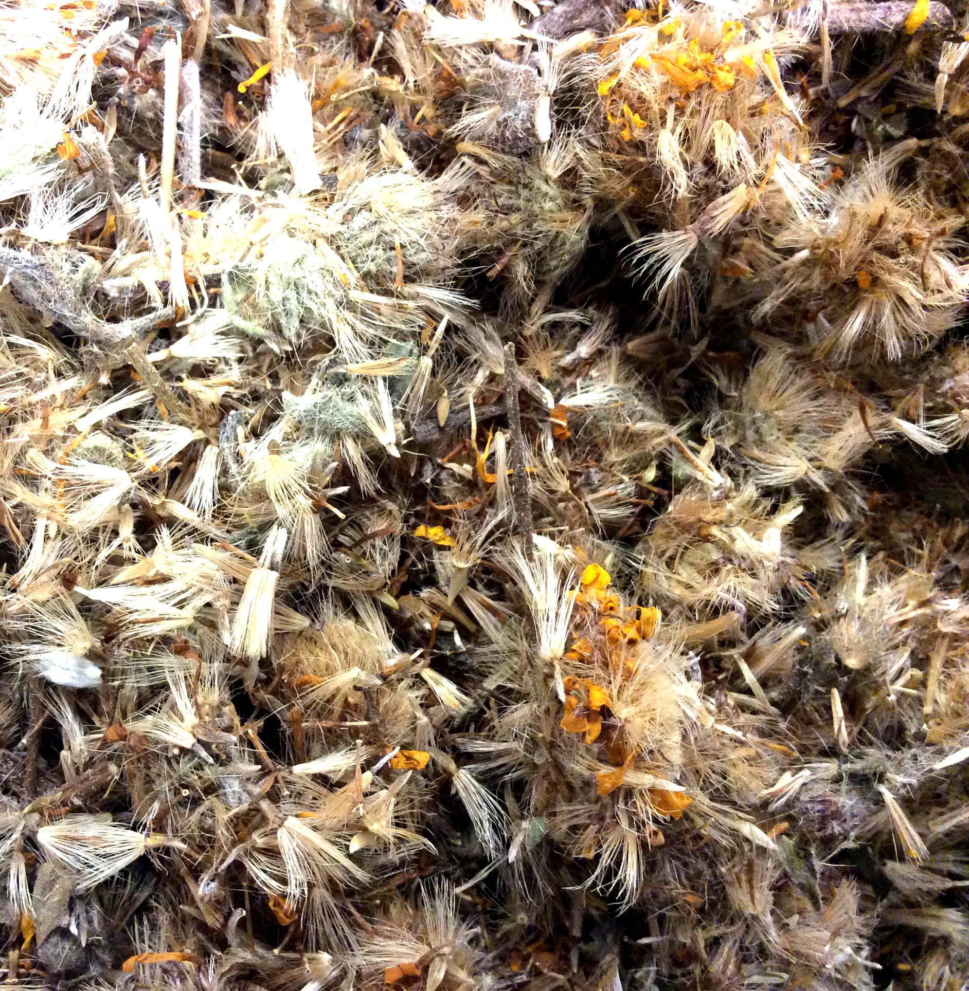 Pure Suds Co – Großhandel Bade- & Körperpflege-Set – Arnikablume, ganz