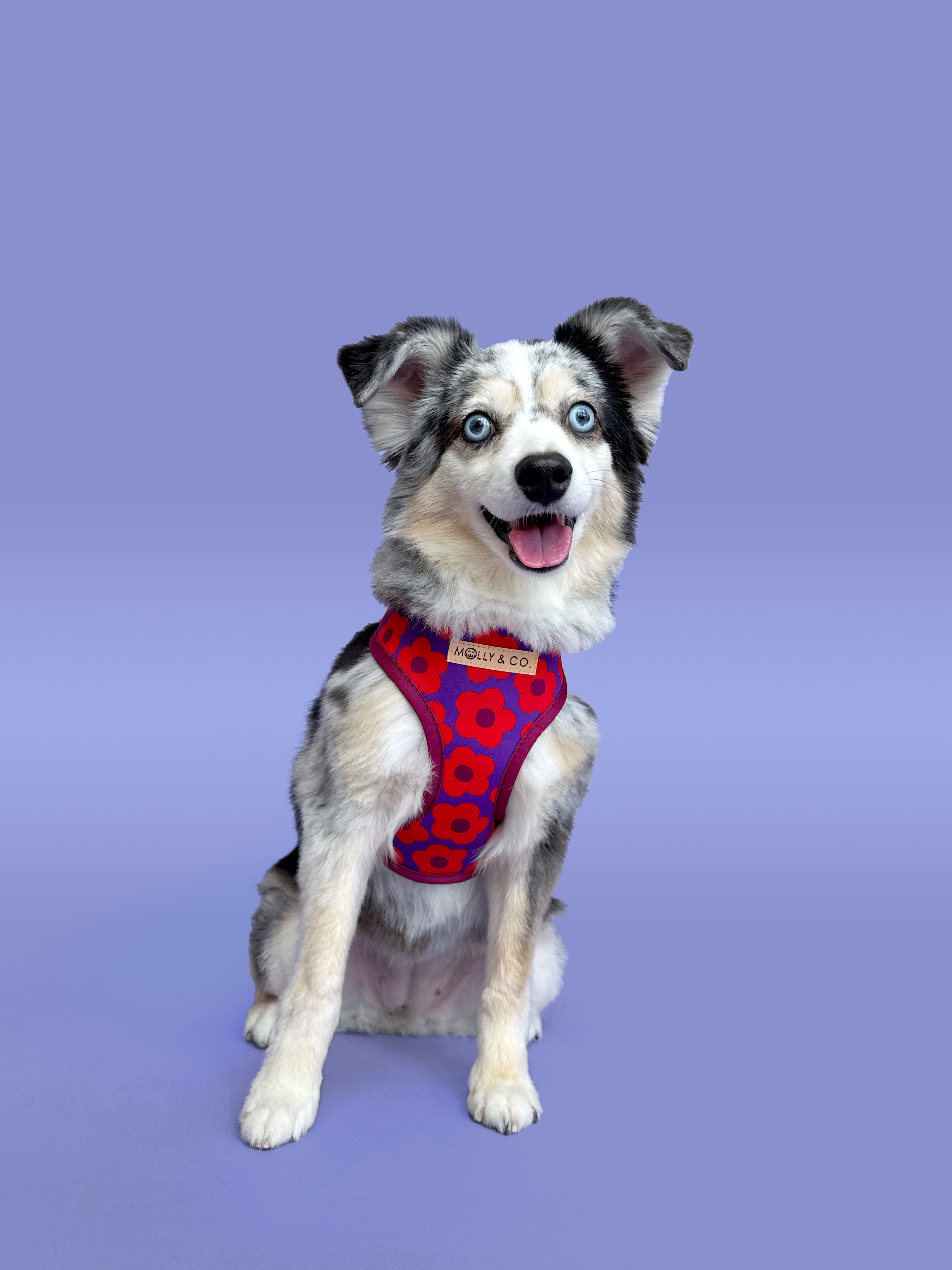 Molly & Co. - Venta al por mayor Arnés - Perros - Mon Chéri - Arnés Reversible para Perros3