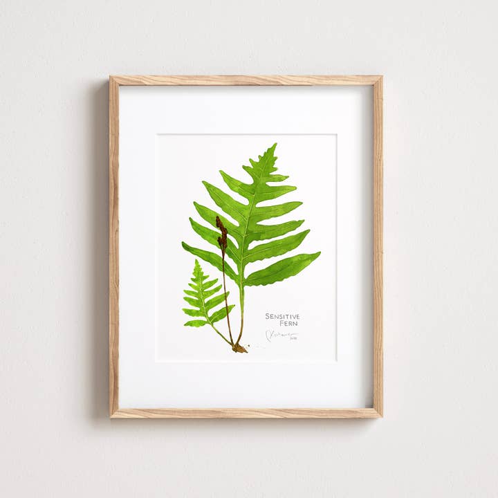 Studio Tuesday - Wholesale Art Print - Sensitive Fern Botanical Watercolor Print