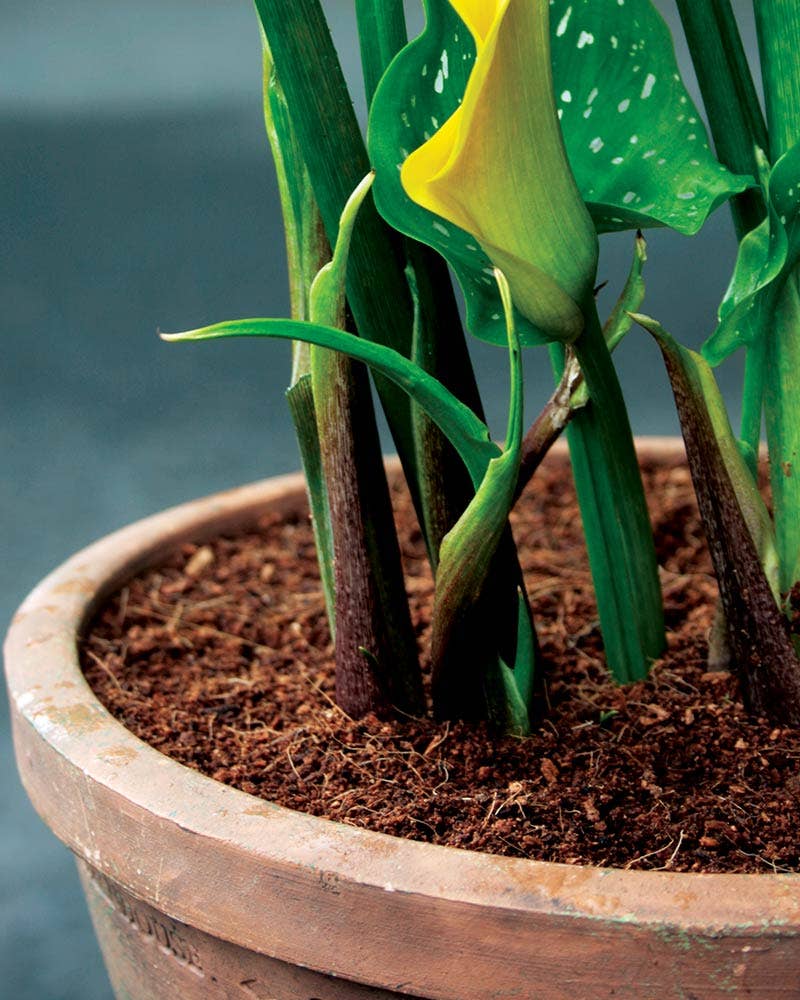 SuperMoss - Wholesale Planting/Potting Soil - Buffered Coconut Soil, Natural1