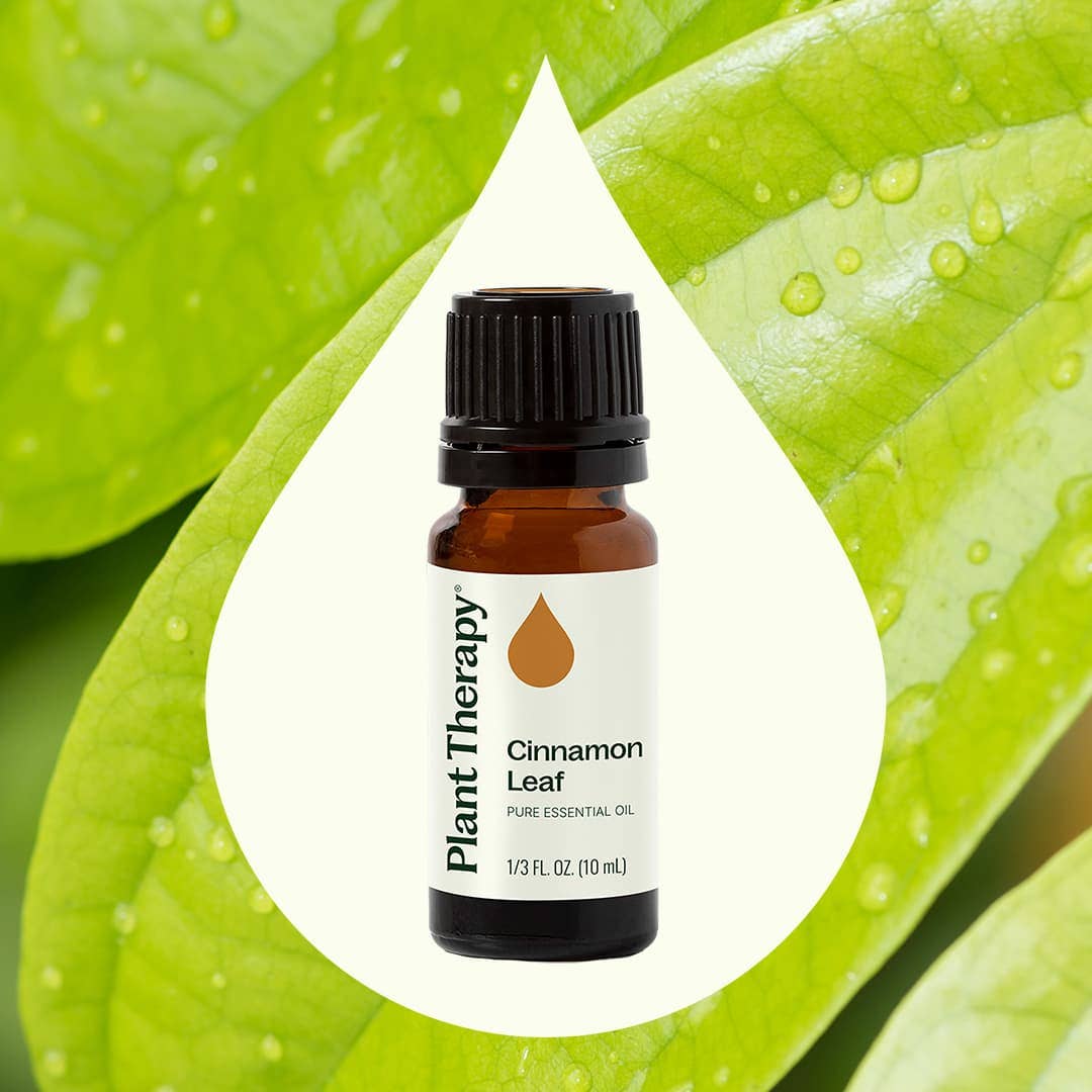 Plant Therapy - Vente Huile essentielle - Huile essentielle de feuille de cannelle 10 ml1