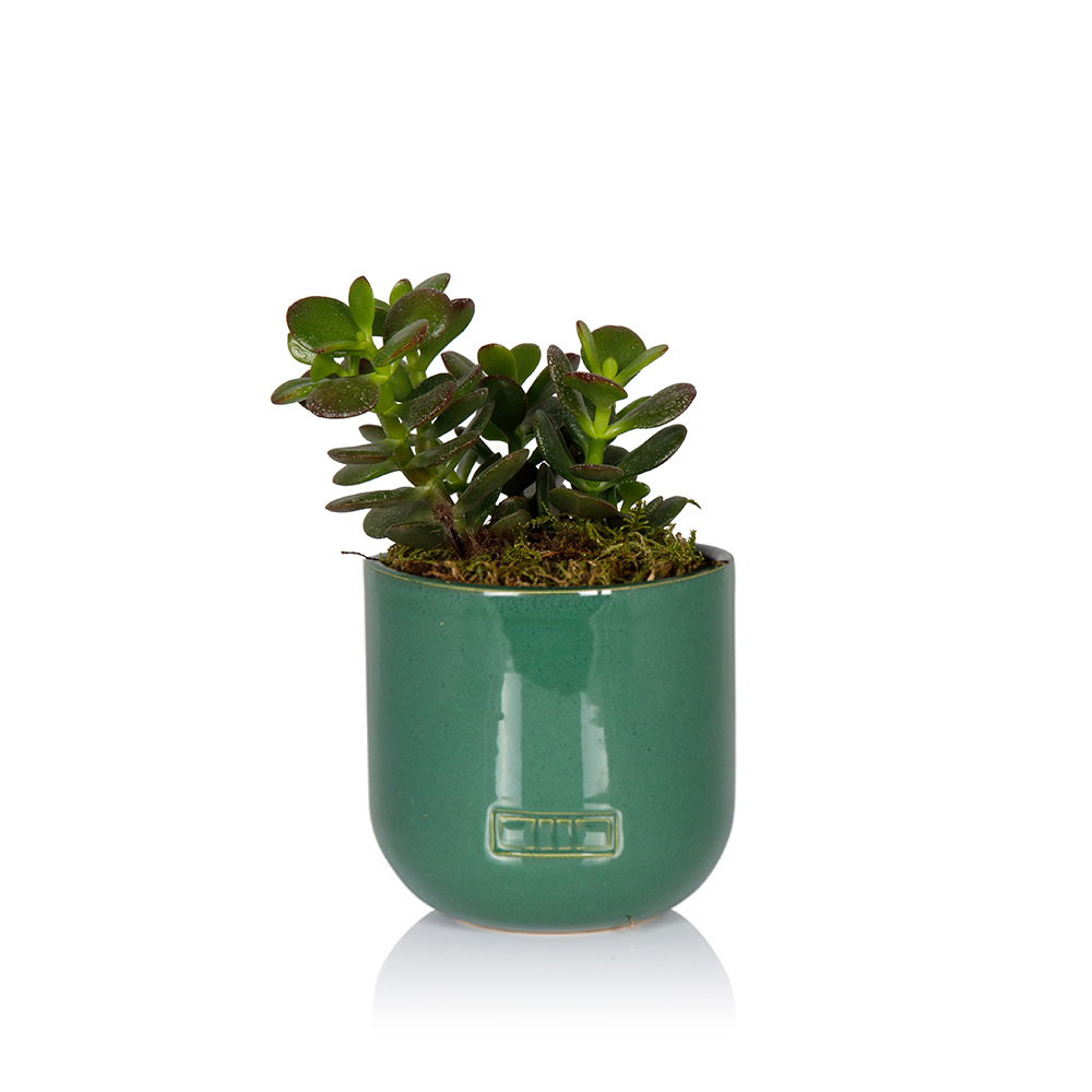 The Little Botanical – wholesale Succulent – Crassula2