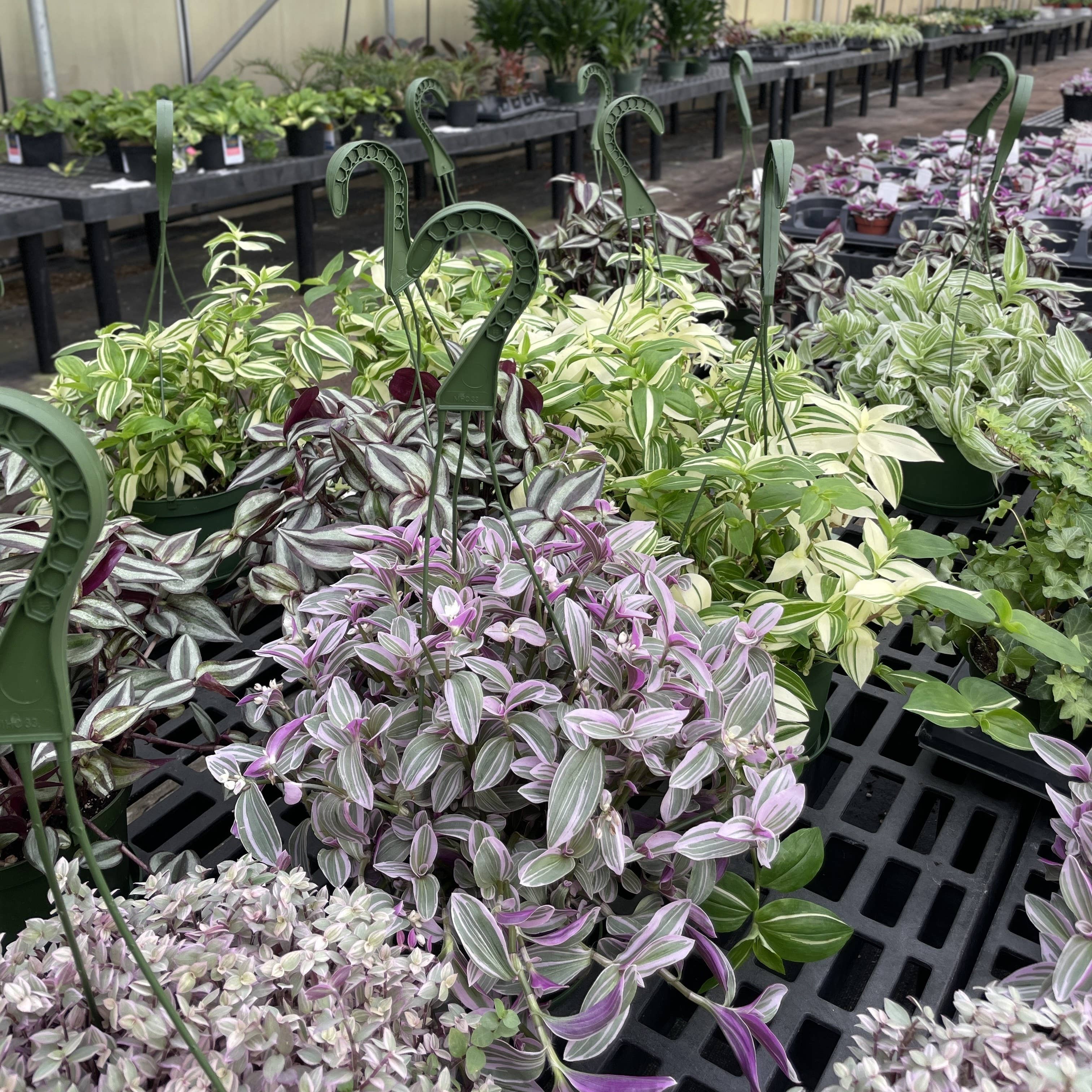 Thorsen's Greenhouse - Wholesale Live Plant - Tradescantia Hanging Basket - 6" Live Plant6