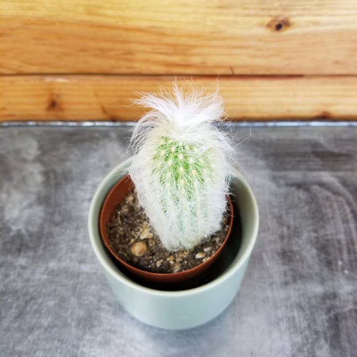 The Plant Farm - Wholesale Live Plant - Espostoa Lanata, 2" Plant1