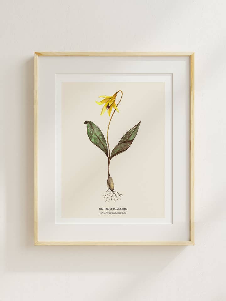 American trout lily for wholesale by Sarah Choquette Scott Artiste