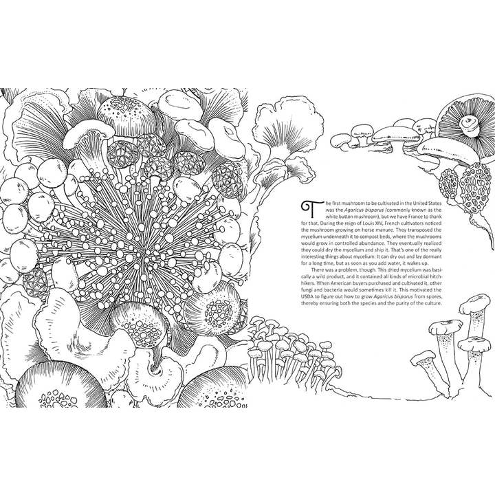 Insight Editions - Wholesale Coloring Book - Adult - Fantastic Fungi: The Coloring Book