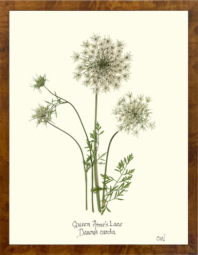 Homegrown Art Co - Wholesale Art Print - Queen Anne's Lace Flower Pressing - Botanical Art Print3
