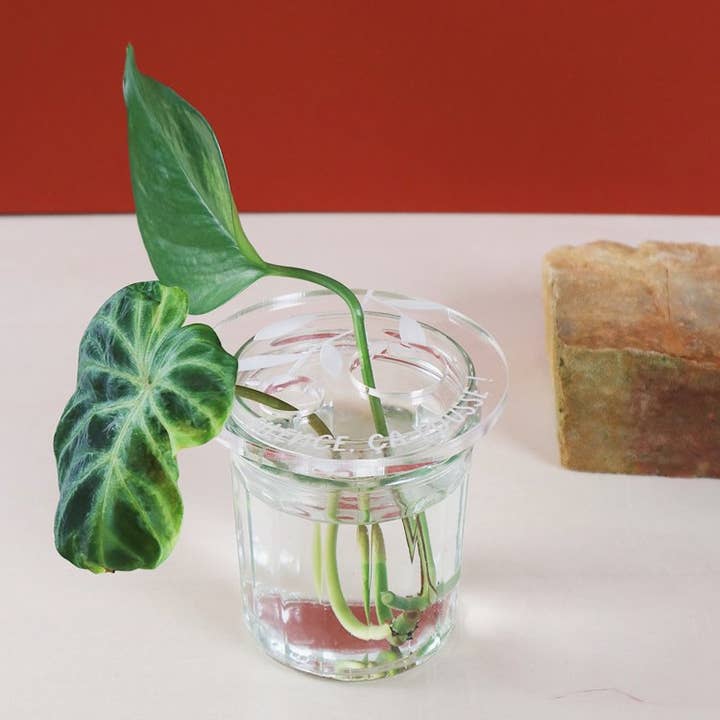 Greenterior - Vendita all'ingrosso Vasi per piante - Bobche - Silenzio, cresce2