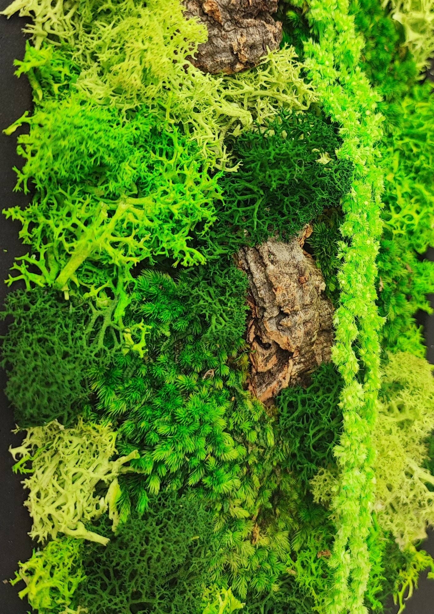 REMOVED BRAND - Wholesale Wall Accent - Rectangular Frame of Stabilized Moss and Lichens "Medusa's Moss" size 14.5x24.53