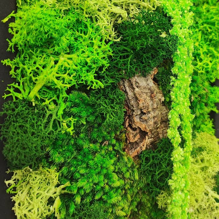 REMOVED BRAND - Wholesale Wall Accent - Rectangular Frame of Stabilized Moss and Lichens "Medusa's Moss" size 14.5x24.53