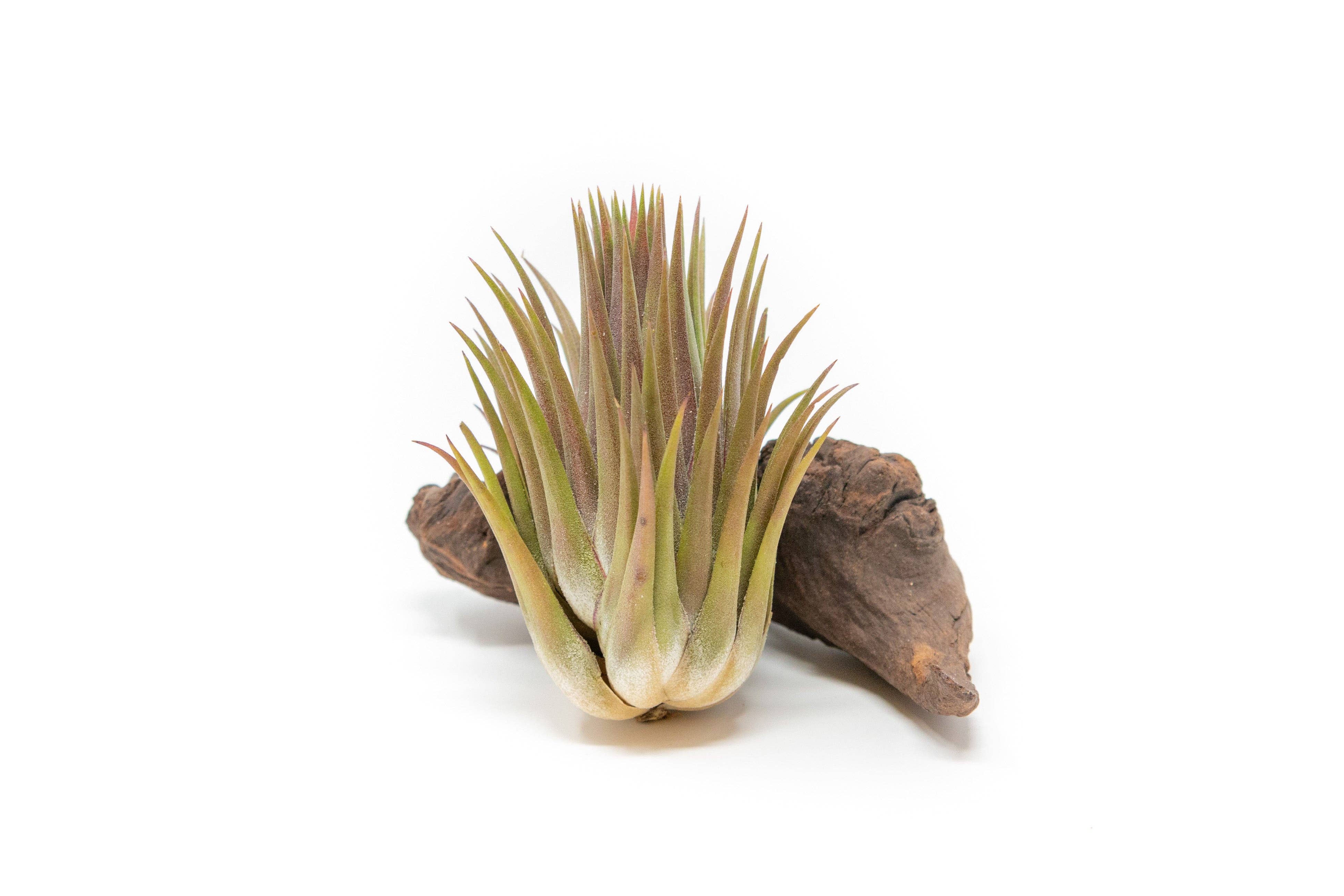 Air Plant Shop - Wholesale Live Plant - Tillandsia Ionantha Guatemala "Macho" Air Plant