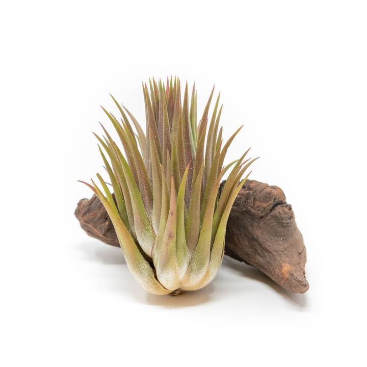 Air Plant Shop - Wholesale Live Plant - Tillandsia Ionantha Guatemala "Macho" Air Plant