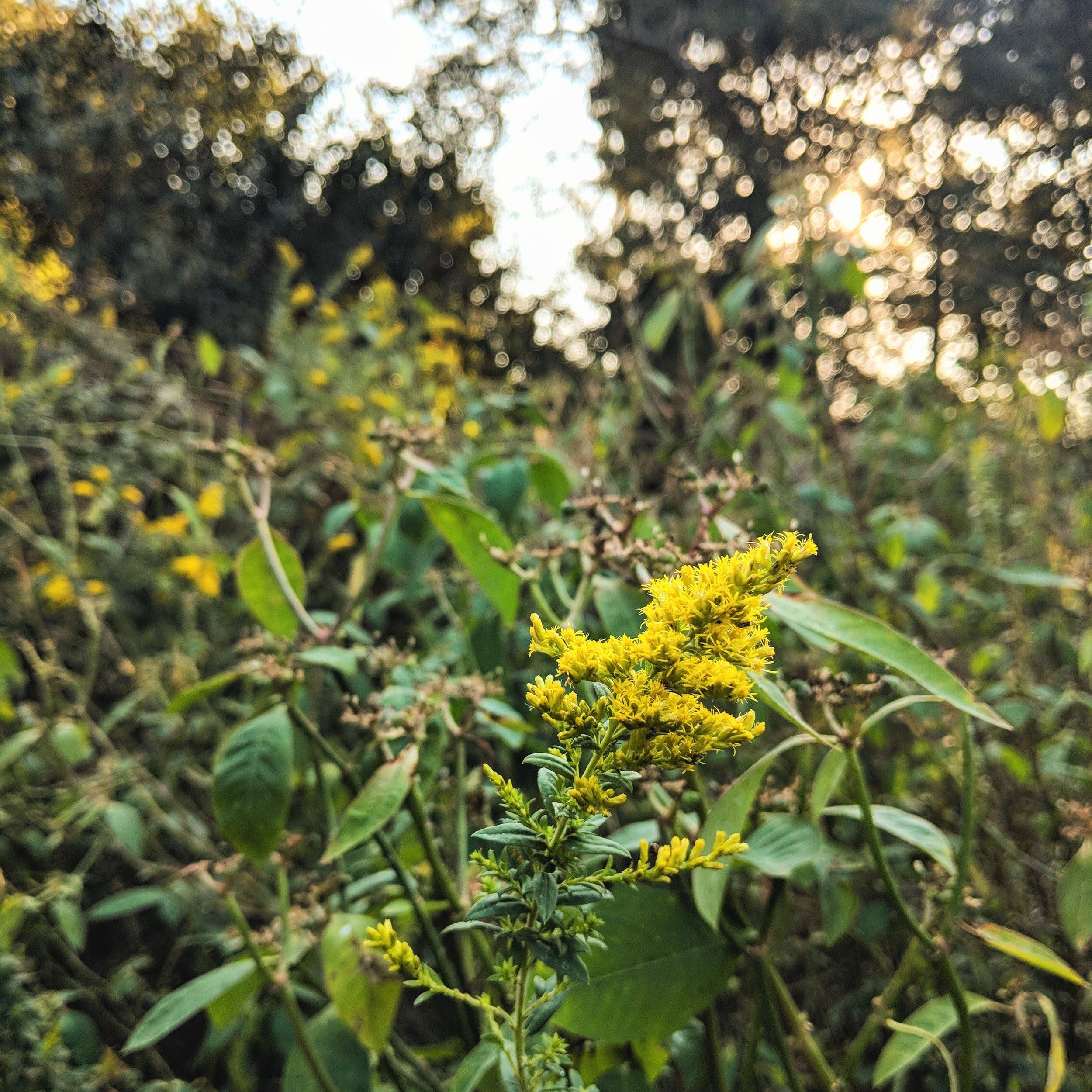 Rowan + Sage - Wholesale Tincture - Breathe Easy Tincture Formula – For Respiratory Support2